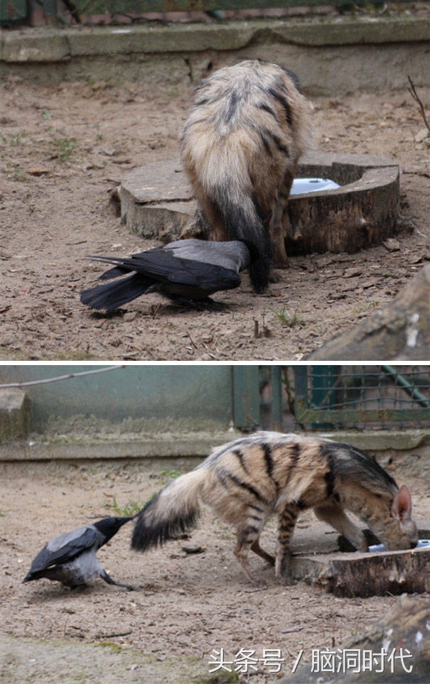 来！给鸦哥上支烟！