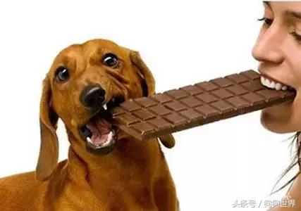 狗狗疫苗打几联比较好,狗狗打疫苗后注意事项