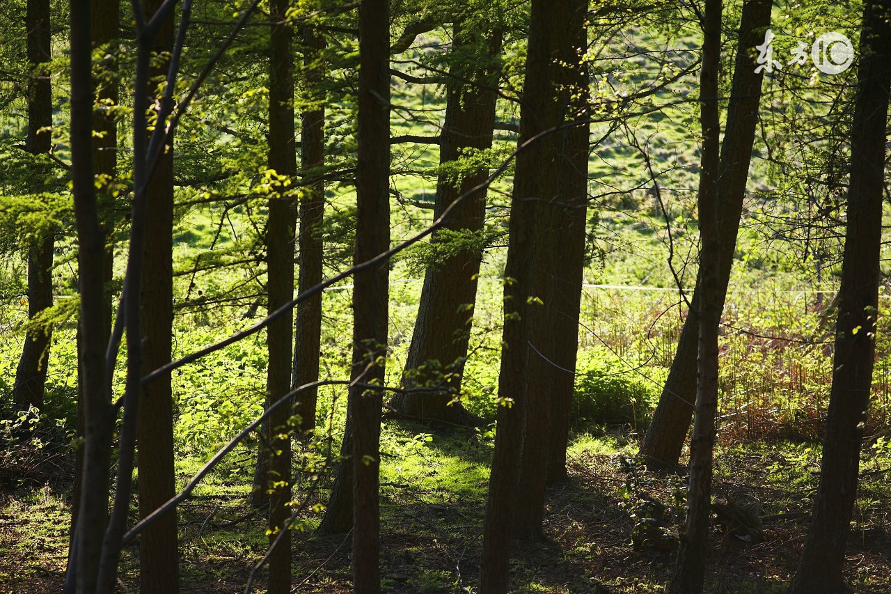 在农村砍伐木材,砍伐耕地上的树木需要经过审批吗