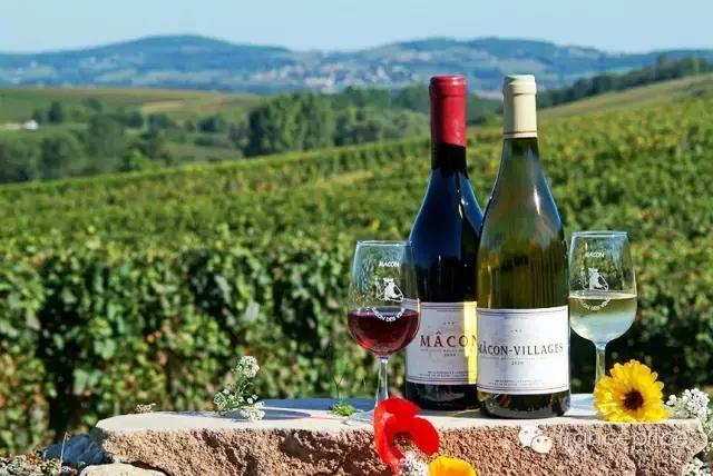 法国博若莱康帝旧桶红酒怎么样,法国2023年博若莱新酒