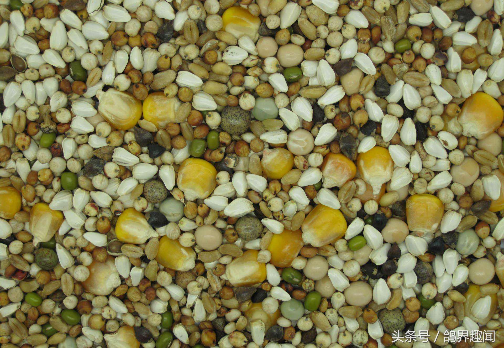 鸽子生出小鸽子后还要抱窝多久,鸽子怎么养抱窝多