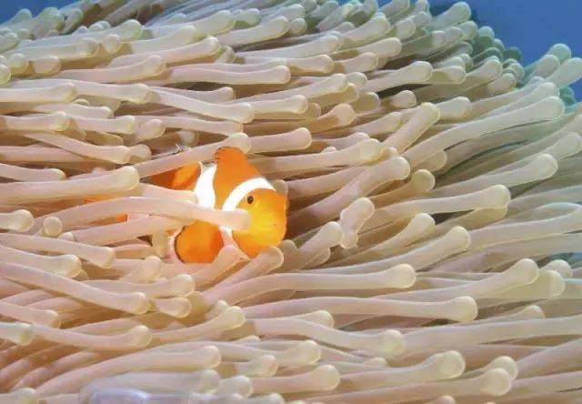 比马尔代夫便宜的小众海岛,马尔代夫免签好去处