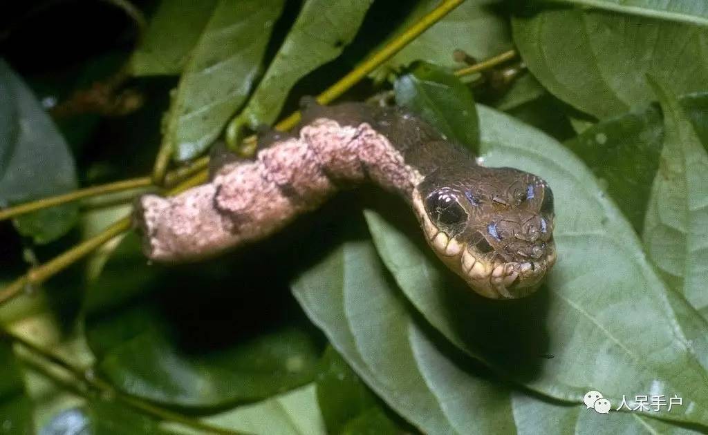 集结拍案称奇的拟态大师