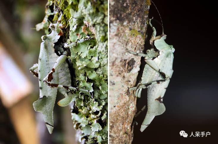 集结拍案称奇的拟态大师