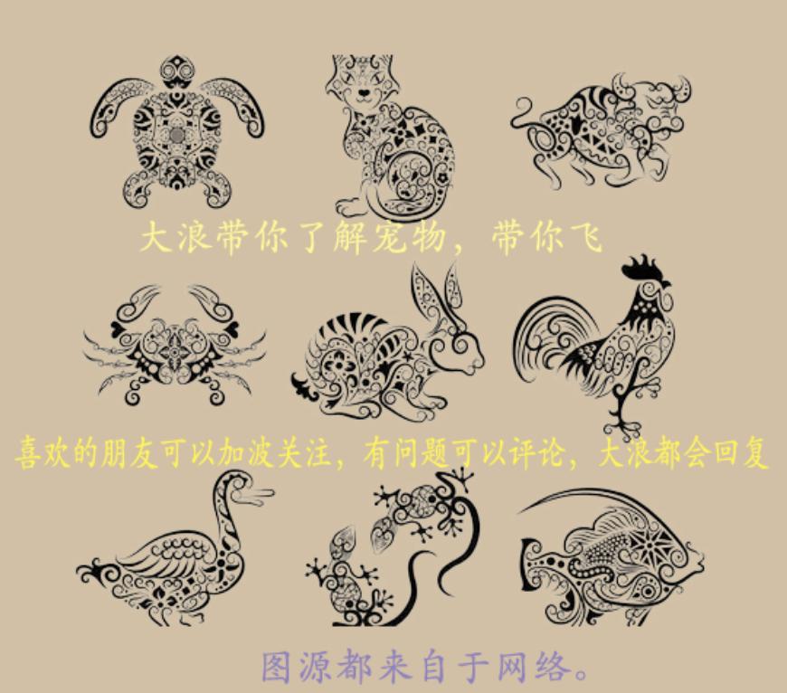 细说国龟之美五（黄额）