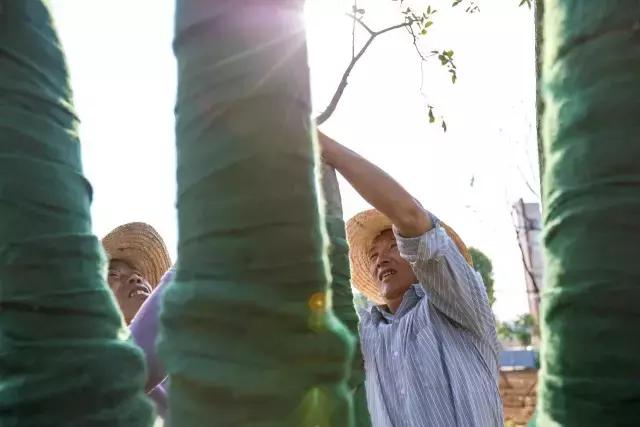 武大樱花园的介绍,武大樱园