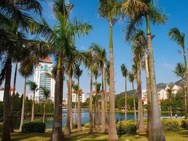 武大樱花园的介绍,武大樱园