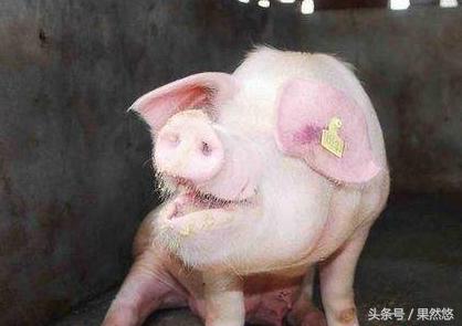 猪呼吸困难有点喘发烧怎么治,猪腹式呼吸困难咋治