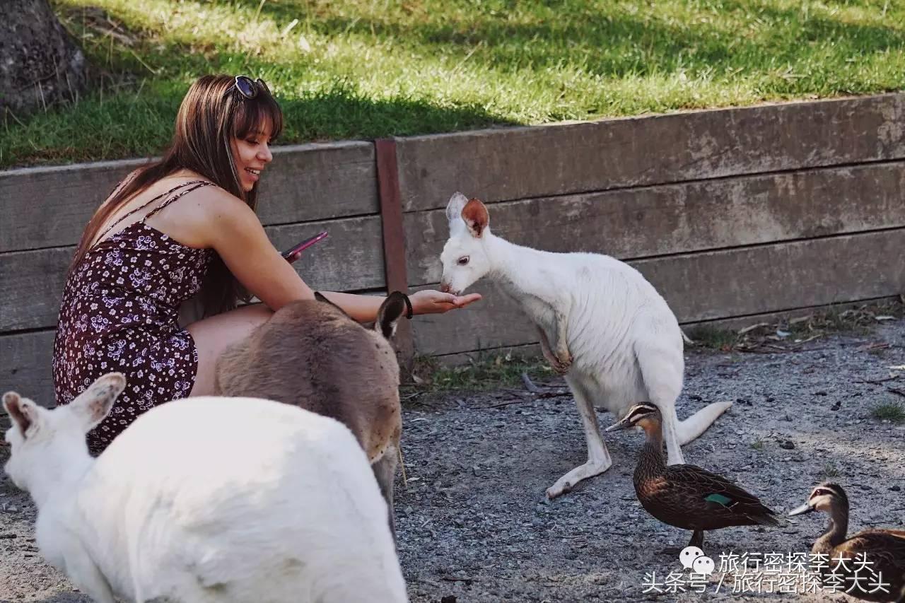中国哪里可以抱考拉,全球哪里可以抱考拉