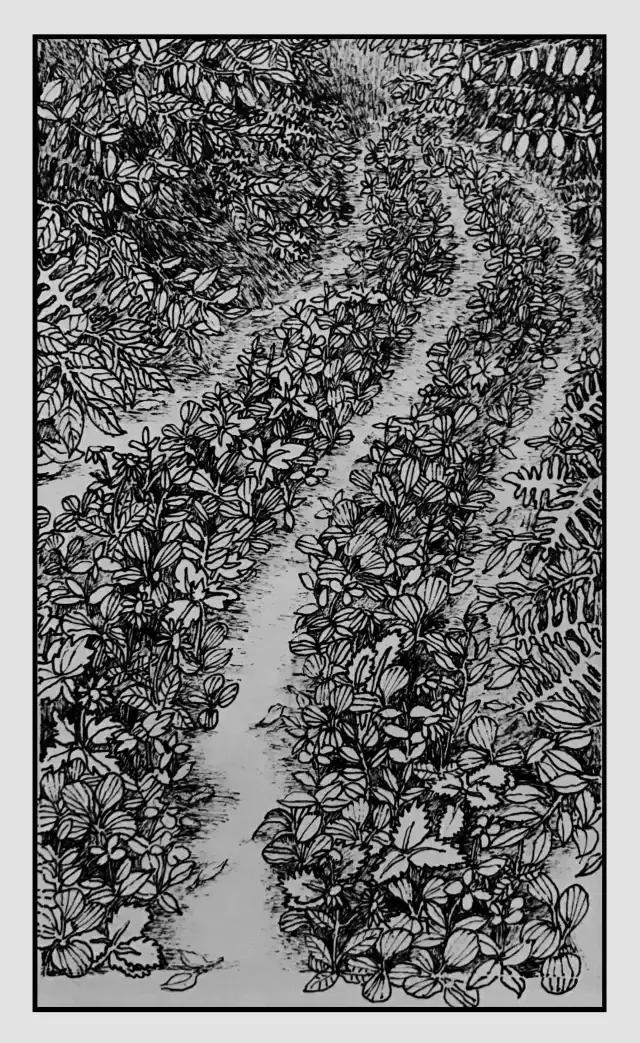 插画师迷狸：路过，停留