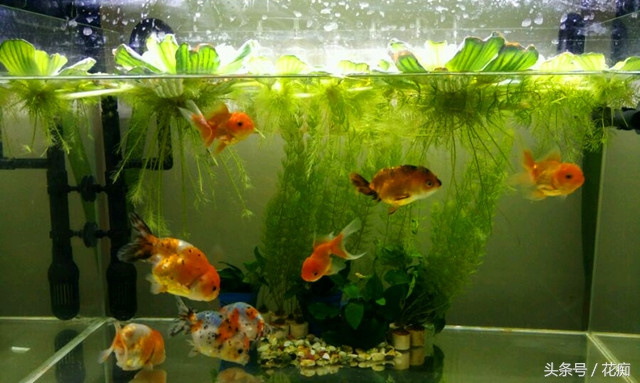 芙蓉莲怎么养才好,放到水里会开的荷花