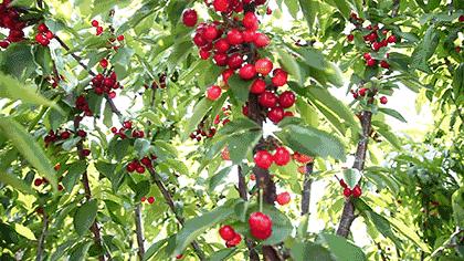 洛阳新安县樱桃采摘园,洛阳樱桃沟摘樱桃