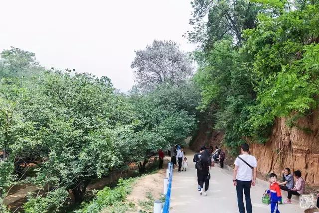 洛阳新安县樱桃采摘园,洛阳樱桃沟摘樱桃