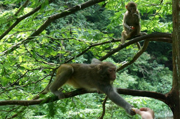 张家界为什么导游多,张家界自由行导游坑不坑