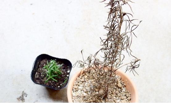 迷迭香枯萎的原因及补救方法,水培迷迭香为什么枯萎了