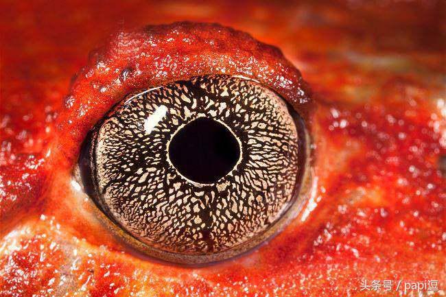 高清镜头下的眼睛看起真美,看眼睛猜动物你能猜对几个