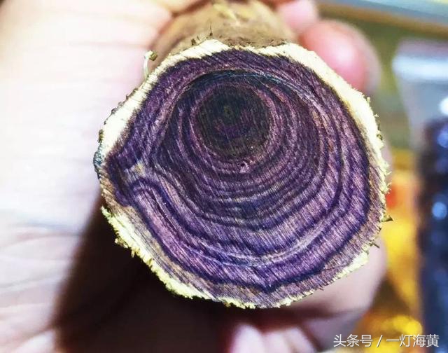 降香“有毒”，爱上海黄就是条“不归路”，带您领略真正在海黄