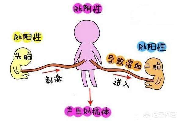 孕妈妈什么血型容易发生溶血,怀孕哪个血型容易出现溶血