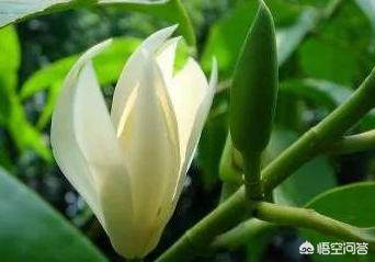 白兰花扦插养殖,白兰花养殖根部保护