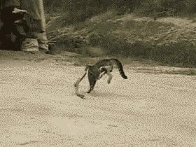 为什么猫不怕蛇呢,为什么猫不怕鸡