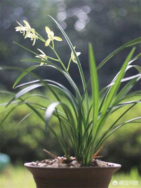 兰花叶尖发黄变干怎么解决,兰花干叶尖是怎么回事
