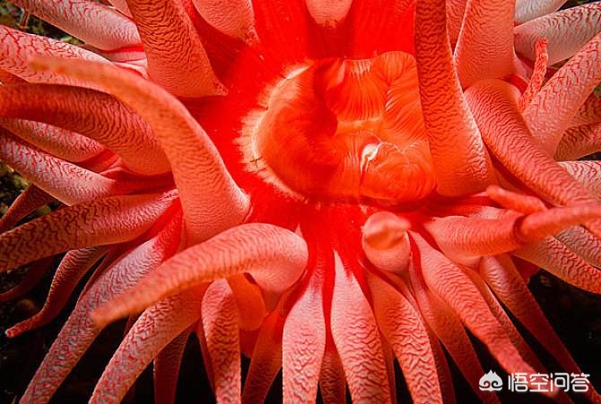 膝盖积水用烤灯能烤好吗?粗盐呢?医生:明确诊断针对治疗是关键