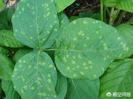 大豆叶子有红斑点是什么病,大豆花叶有黄斑怎么办