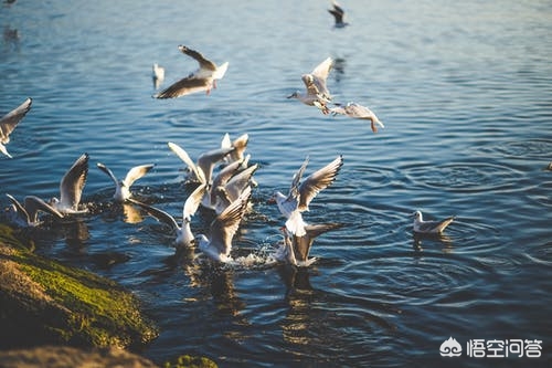 摄影师拍鸟的正确方法,长焦拍摄鸟的技巧