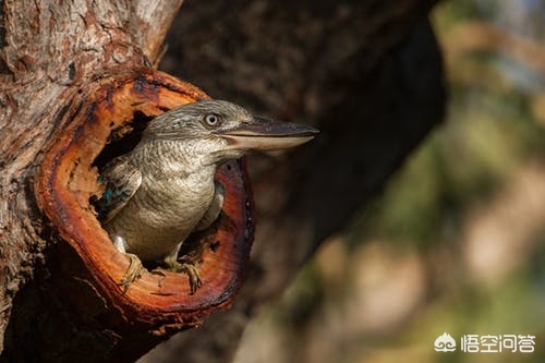 摄影师拍鸟的正确方法,长焦拍摄鸟的技巧