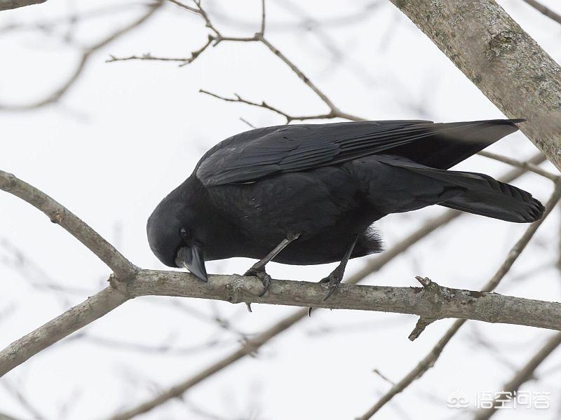 辟谣！人为什么不养麻雀？是因为麻雀气性大，养不活？