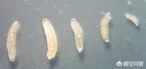 杨梅里边有虫子,杨梅里有虫子是真的吗