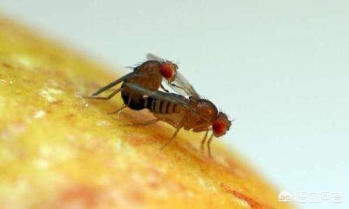 杨梅里边有虫子,杨梅里有虫子是真的吗