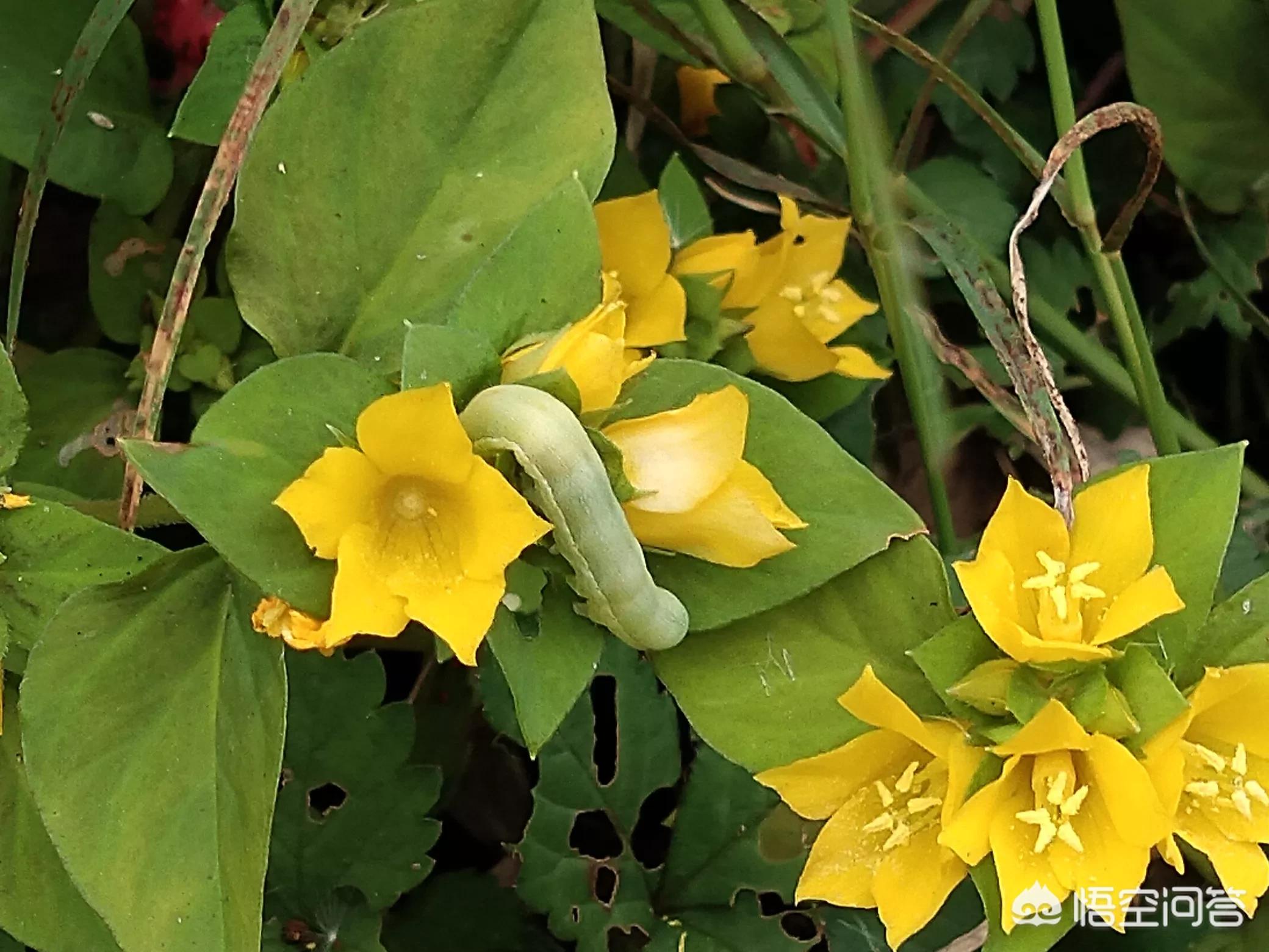 童年回忆小卖部打虫药,小时候的打虫药图片