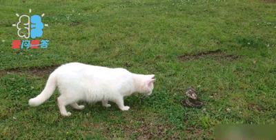 为什么猫不怕蛇呢,为什么猫不怕鸡