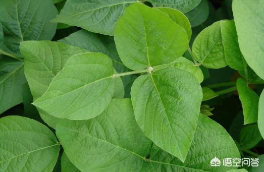 大豆叶子有红斑点是什么病,大豆花叶有黄斑怎么办