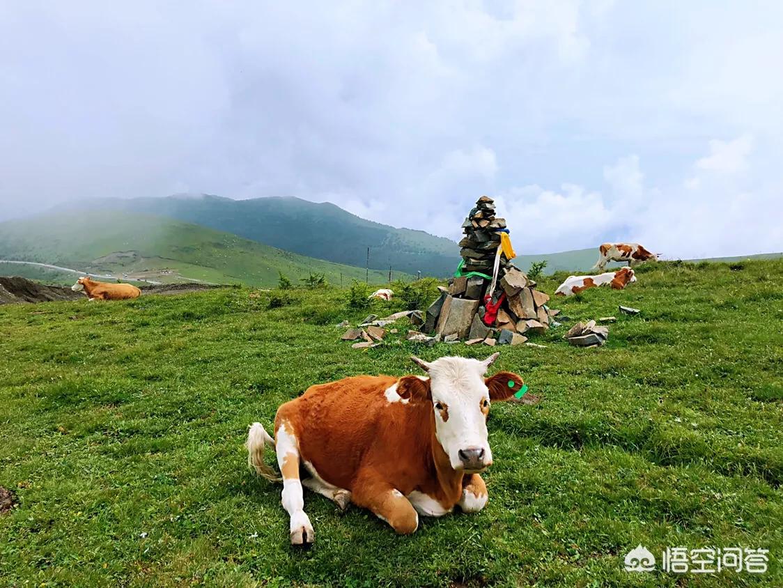 山西五台山旅行攻略,山西五台山四天旅游攻略