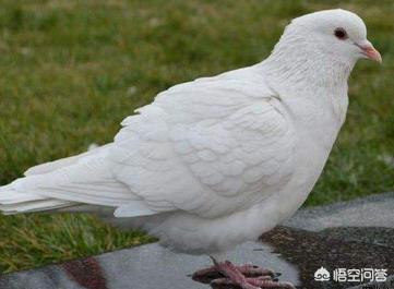 鸽子好养殖吗,一对鸽子一年利润多少