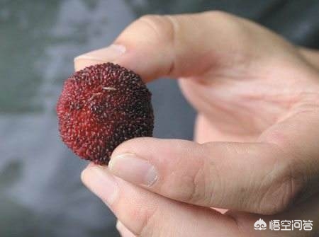 杨梅里边有虫子,杨梅里有虫子是真的吗