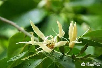 白兰花扦插养殖,白兰花养殖根部保护