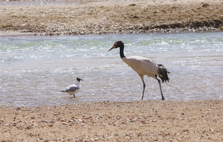黑颈鹤有几个配偶,黑颈鹤大雁双双飞
