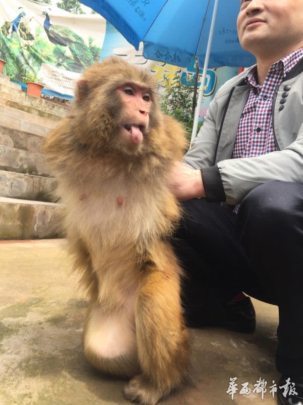 养鸟养鸭养狗养鸡,养鸟生态养殖