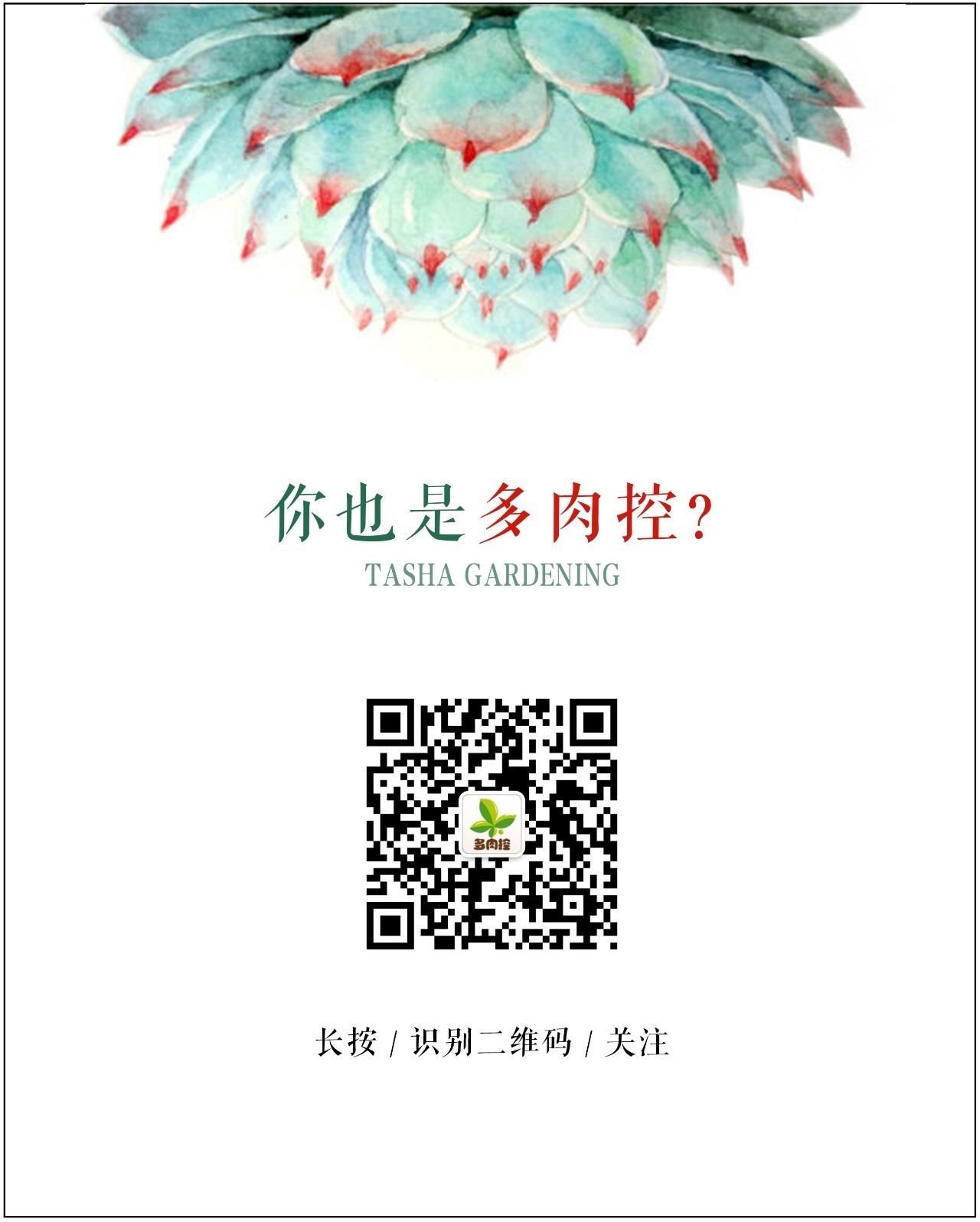 乌木多肉叶片化水了咋办,扦插多肉叶片化水了怎么办