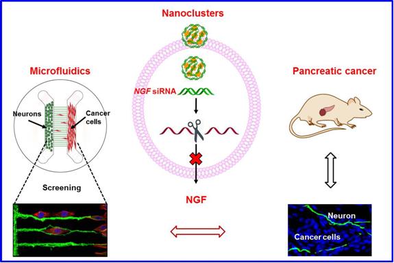 干细胞治疗胰腺癌临床研究进展,基因检测与靶向治疗胰腺癌