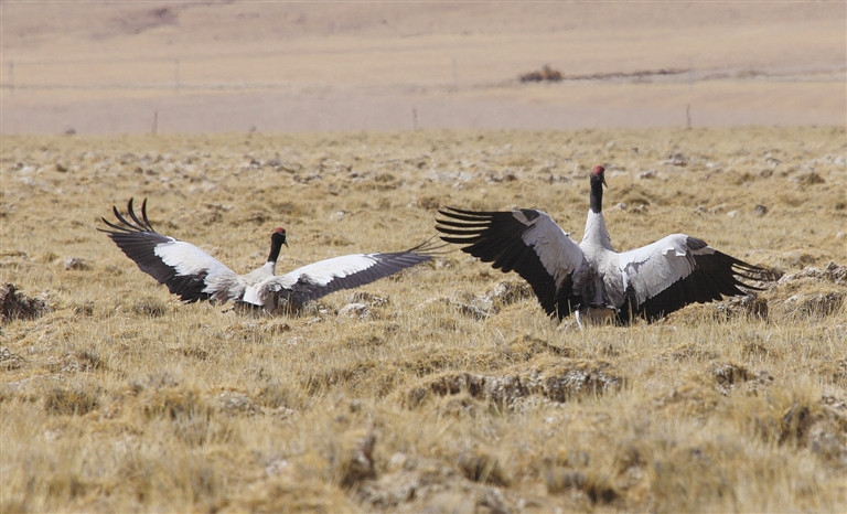 黑颈鹤有几个配偶,黑颈鹤大雁双双飞