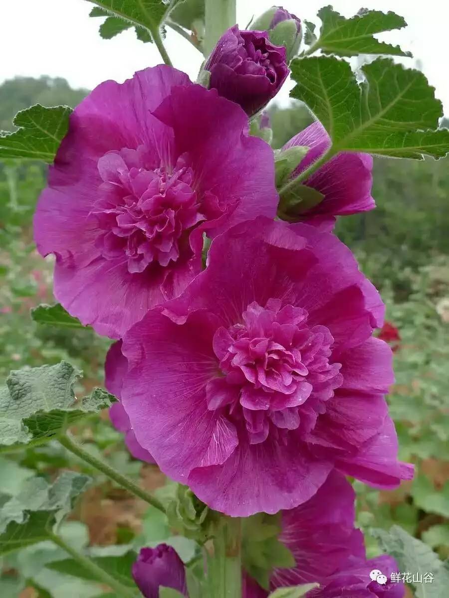 五月相约看蓝色花海,五月相约昆明蓝花楹花海