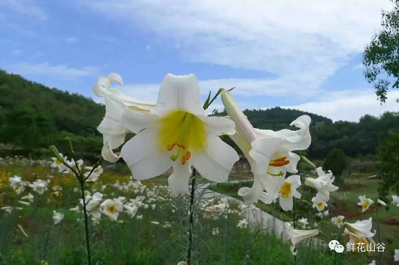 五月相约看蓝色花海,五月相约昆明蓝花楹花海