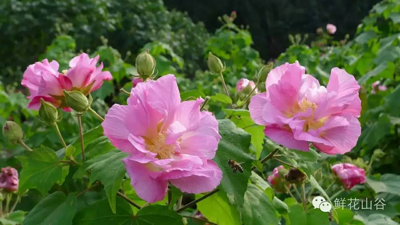 五月相约看蓝色花海,五月相约昆明蓝花楹花海