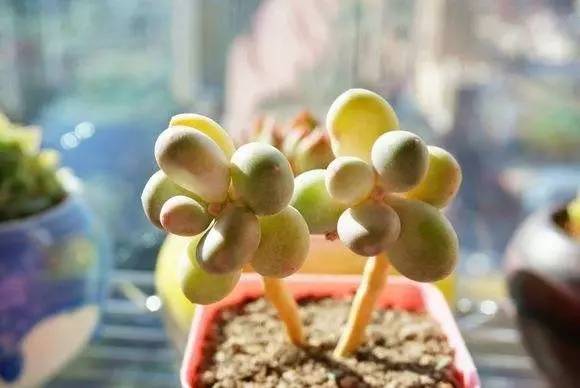 乌木多肉叶片化水了咋办,扦插多肉叶片化水了怎么办