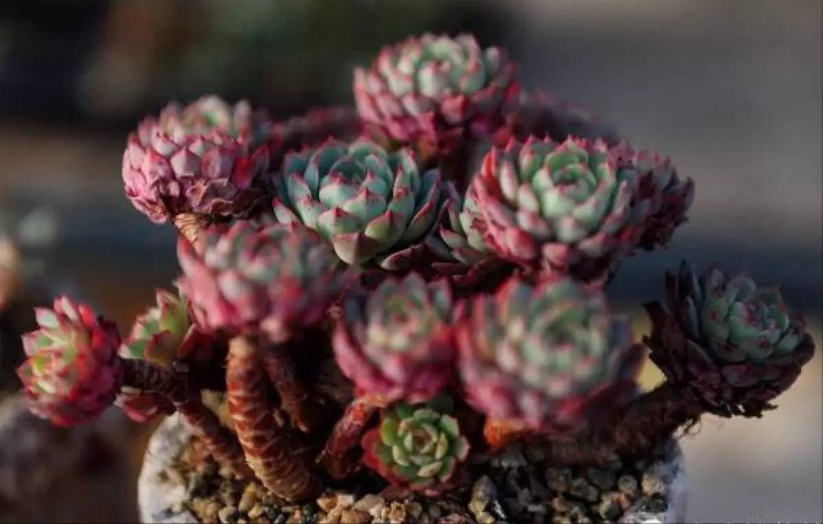 乌木多肉叶片化水了咋办,扦插多肉叶片化水了怎么办