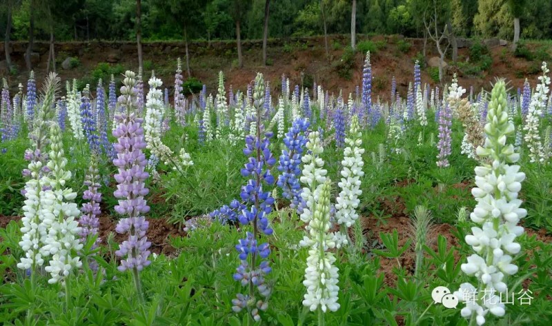五月相约看蓝色花海,五月相约昆明蓝花楹花海